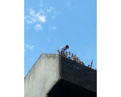 Instalação de Câmeras de Segurança no Ibirapuera 